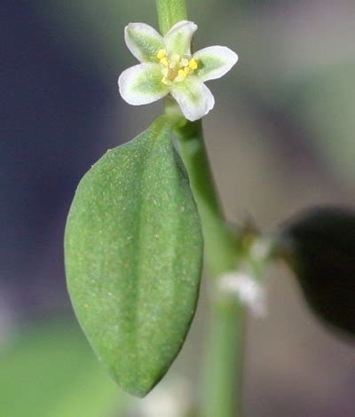 Depending on where one lives in japan, knotweed will go by different names. Prostrate knotweed - Integrated Pest Management