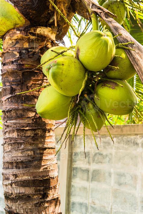 Coconuts Palm Tree Perspective View From The Floor 1356503 Stock Photo