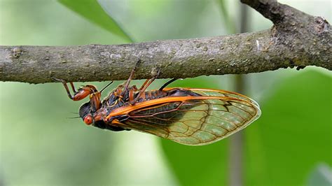 Cicada Life Cycle Ask A Biologist