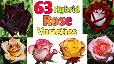 63 Hybrid Rose Varieties With Names Hybrid Tea Rose Identification
