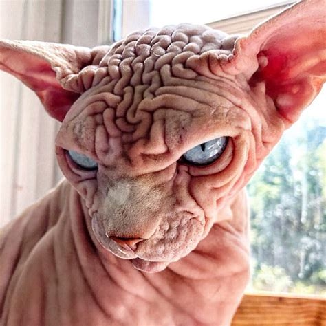 Gross Sphynx Cat Covered In Wrinkles Has Stolen The Hearts Of Many On