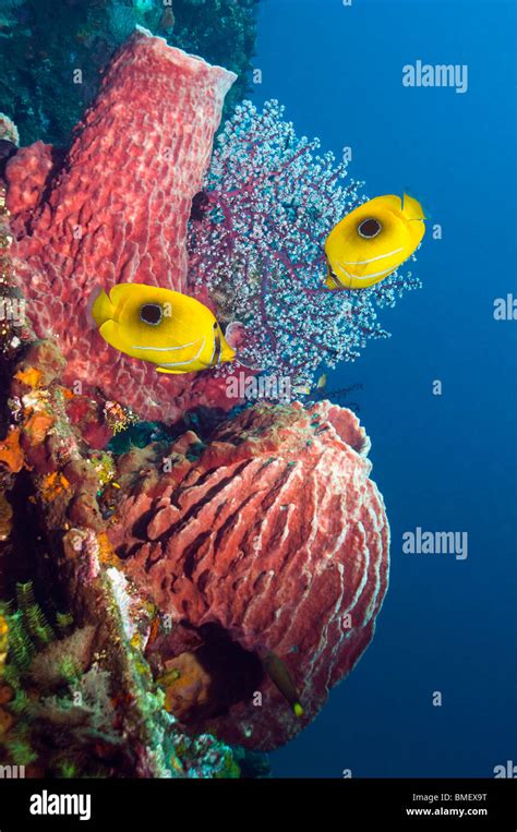 Bennetts Butterflyfish Swimming Past Sponges On Coral Reef Bali