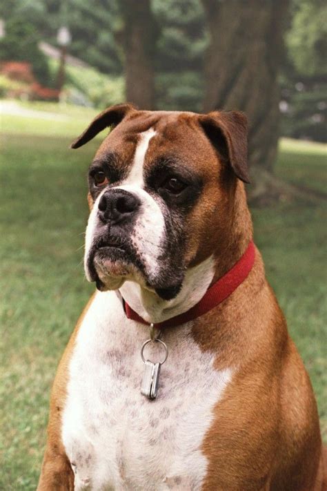 German Boxer Dog Breeds Wallpapers Boxer Dog Breed Boxer Dogs Dogs