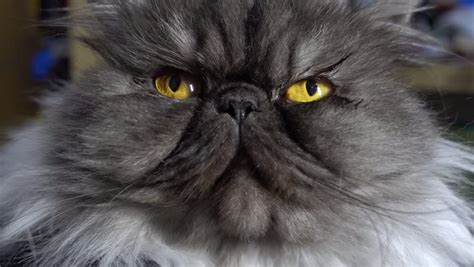 Grey Persian Cat Kitten Cats Blog