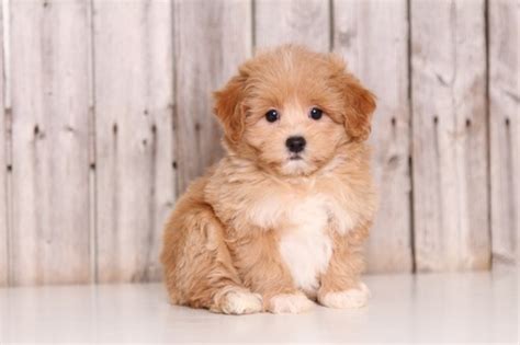 Are you looking for maltipoo puppies relatively near houston tx? View Ad: Maltipoo Puppy for Sale near Ohio, MOUNT VERNON, USA. ADN-51783
