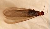 Photos of Alate Termite