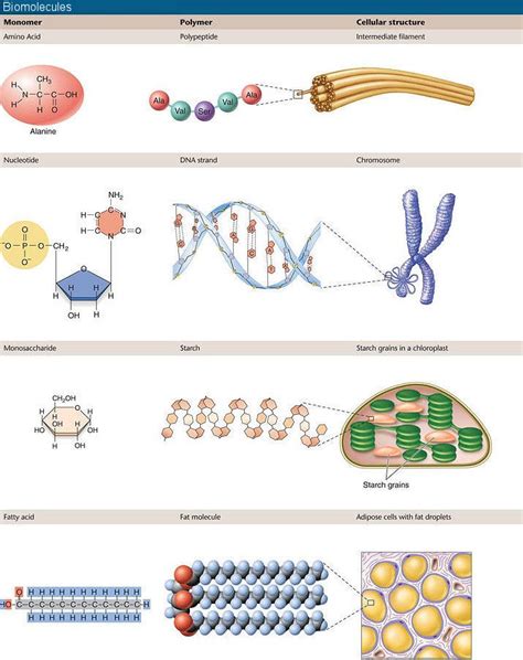 Molecules