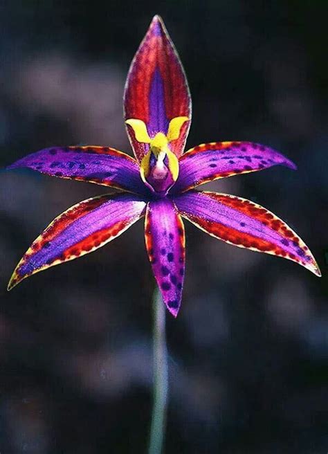 Thelymitra Unusual Flowers Orchids Rare Flowers