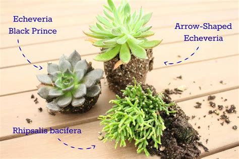 This one is quite a big tubercle as compared to other varieties. Terrarium Spruce Up • DIY Mama