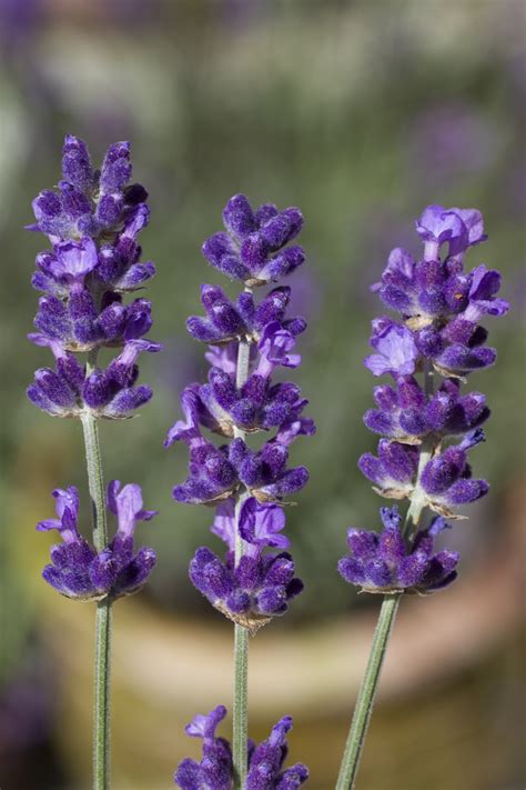 Purple flowers, therefore, are perfect for a dignified, ceremonious occasion. TOP 10 Lavender Varieties To Grow in your Garden - Page 2 ...
