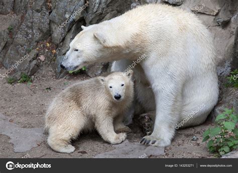 Polar Bear Baby With Mother — Stock Photo © Wrangel 143253271