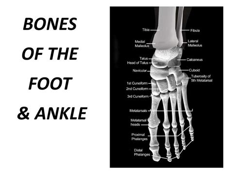 Ppt Bones Of The Foot And Ankle Powerpoint Presentation