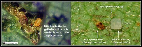 Mites Parasite That Looks Like Human Hair Toxoplasmosis
