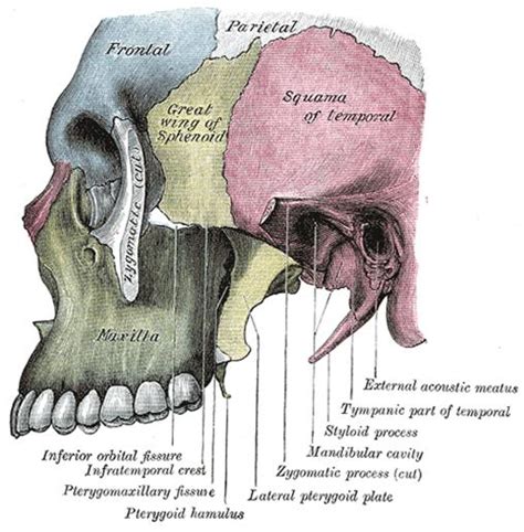 Dentistry Lectures For Mfdsmjdfnbdeore A Lecture Note On Bones Of