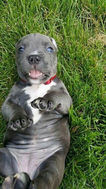 1000 Images About Pitbulls And Rottweilers