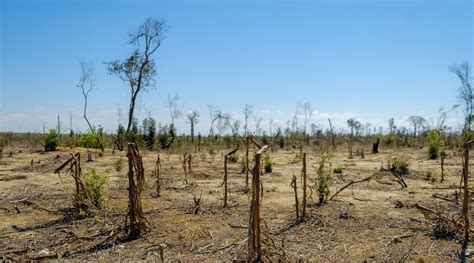La Déforestation à Madagascar Mon Arbre Ma Tribu