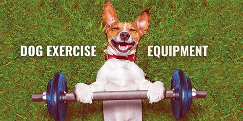 Dog Exercise Equipment Whats In The Perfect Dog Workout Kit