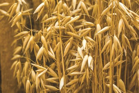 Who's got grain? A look at the global supply picture | Aurora News-Register