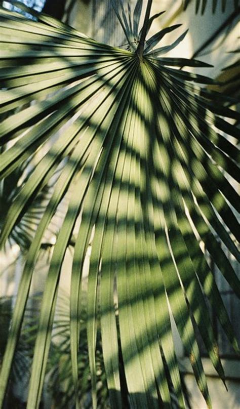 Parlor palms grow to between 6 and 10 ft. palm leaves | palm tree aesthetic | Sunlight photography ...