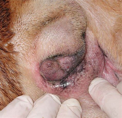 Cancers, allergies, follicular if affecting the tail no much treatment is required. Suggested guidelines for using systemic antimicrobials in ...