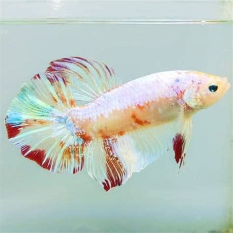 Despite the fact that bettas are often sold in tiny bowls, your betta fish needs a regular aquarium with the proper equipment in order to thrive. Multicolor Pink Giant Betta Body 6cm - Center of betta ...