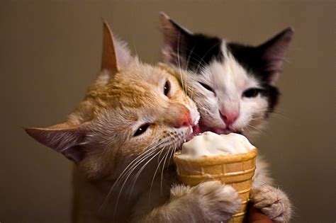 18 Kittens Eating Ice Cream Because Summer Is Coming Thethings