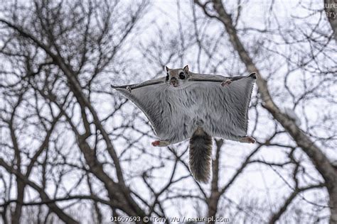 Stock Photo Of Siberian Flying Squirrel Pteromys Volans Orii Gliding