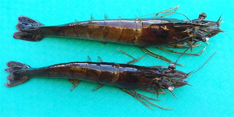 Sexual Growth Dimorphism In Penaeid Shrimp Responsible Seafood Advocate
