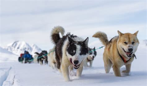 How Sled Dogs From Siberia Helped The Inuit Conquer The Arctic Inside