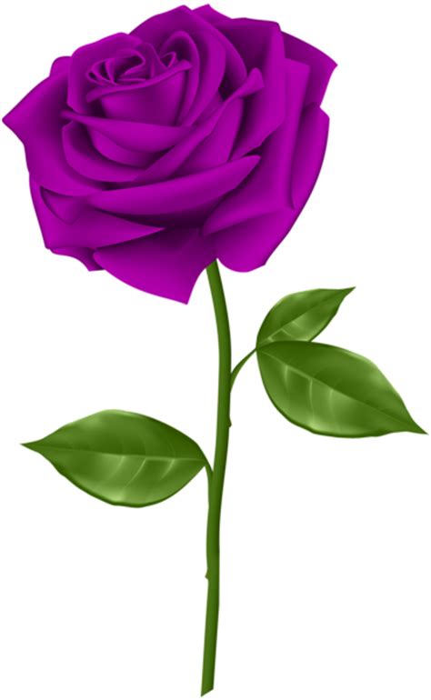 Flower petals clipart black and white. Purple Rose Transparent PNG Clip Art | Gallery ...