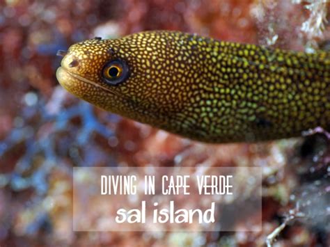 Diving In Cape Verde Sal Island Indahs Dive Travel And Photography