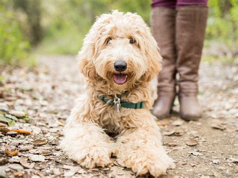 What Is The Best Doodle Breed Top 6 Picks 2024 We Love Doodles