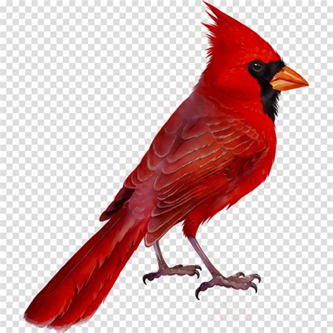Cardinal Bird Clipart Free Cardinal Bird Clip Art 20 Free Cliparts