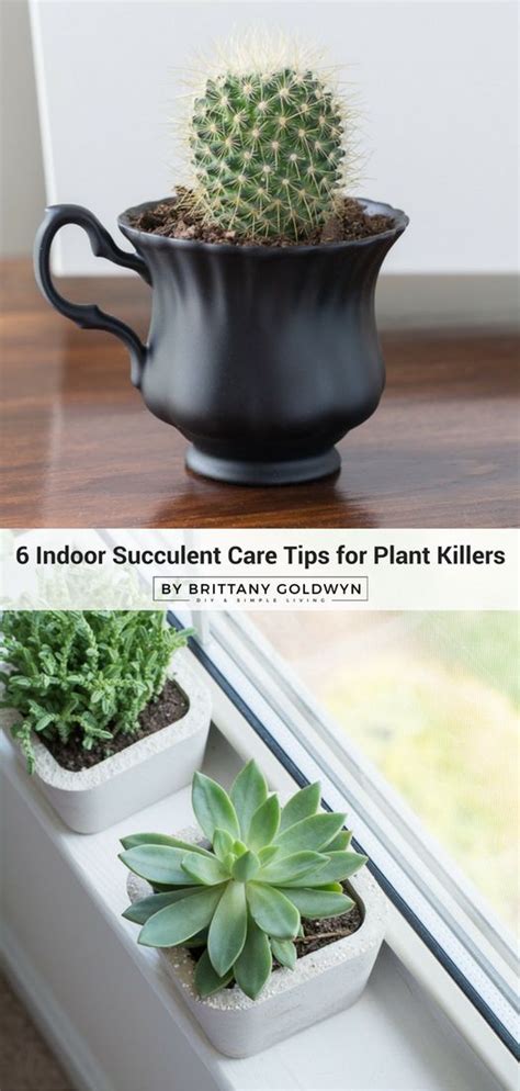 The Best Indoor Succulent Care Tips For Plant Killers Succulent