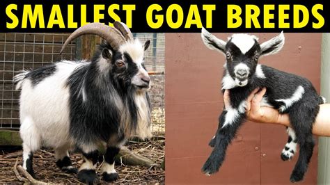 Small Goat Breeds For Farming Best Dwarf Goat Breeds For Milk And