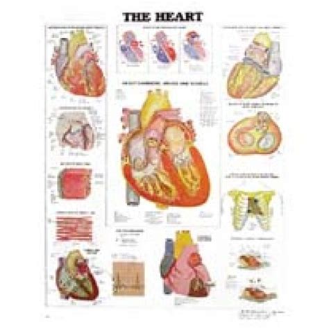 Anatomical Chart Heart