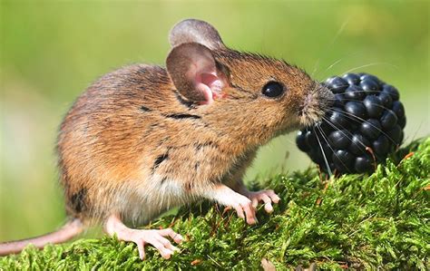 Field Mice Identification And Prevention In New Haven Ct Connecticut