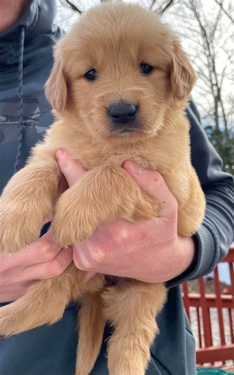 Son Rose Kennel - Golden Retriever Puppies for Sale in Lavonia, GA