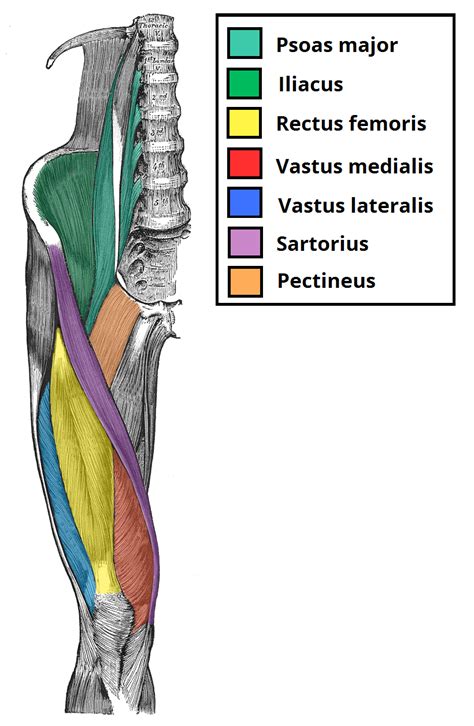 Click on the name of a muscle for a page about that muscle (works for most labels). femoral triangle - Google Search | Muscle anatomy, Human ...