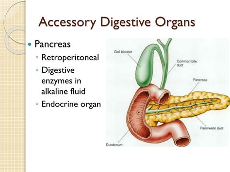 Ppt Chapter 14 Digestive System Powerpoint Presentation Free