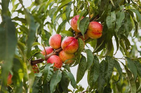 Deciduous Fruit Trees Grangettos Farm And Garden Supply