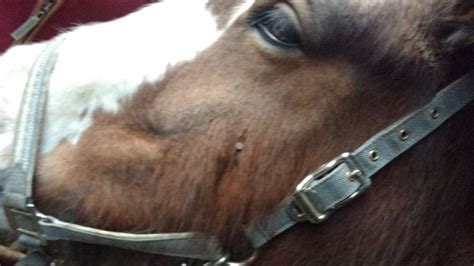 Horse Shot In Head With Nail Gun In Somerset Field Bbc News