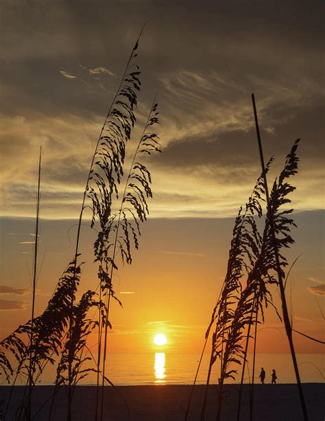 Sunset Amid Sea Oats Photograph By David Choate