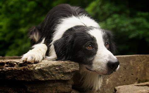 1920x1200 St Bernard Muzzle Dog Spotted Profile Wallpaper