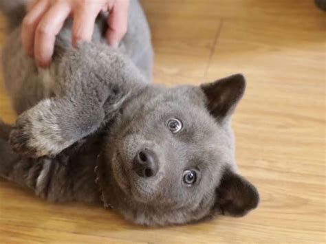 Puppy That Looks Like A Cat Dog Hybrid Wins Fans Online