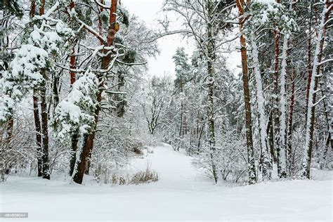 Winter Forest Background Stock Photo Download Image Now Istock