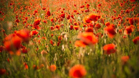 1920x1080 Poppies Nature Field Landscape Coolwallpapersme