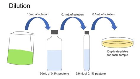 How To Perform A Bacterial Dilution Calculation Youtube
