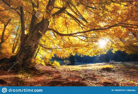 Sun Rays Through Autumn Trees Natural Autumn Landscape In The Forest