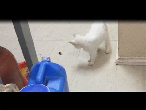 However, what surprises me most was that you gave the worm to your cat to eat and only after that. cat tries to eat cockroach - YouTube